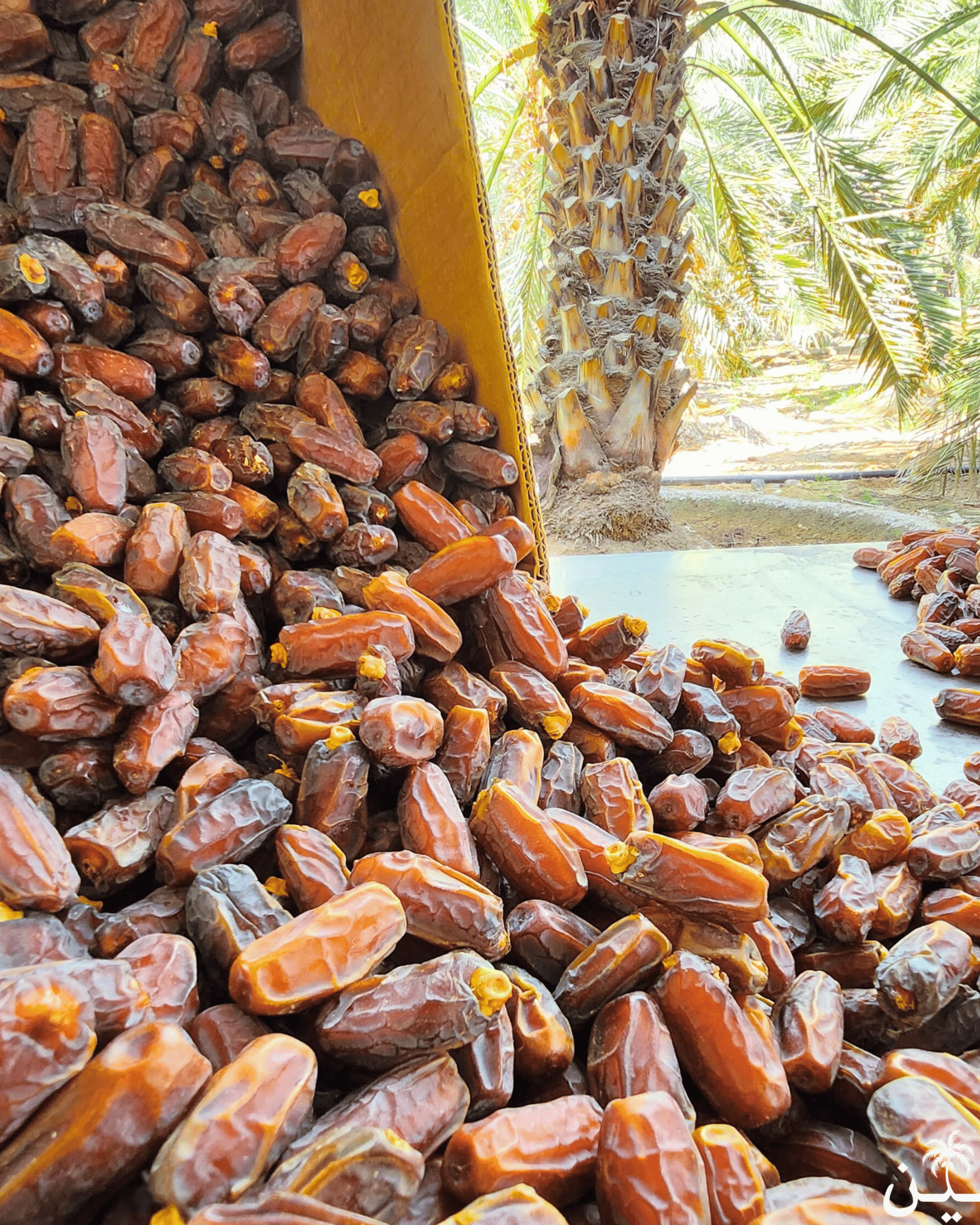 Mabroom Mashrooq Premium Khajoor - Image 4