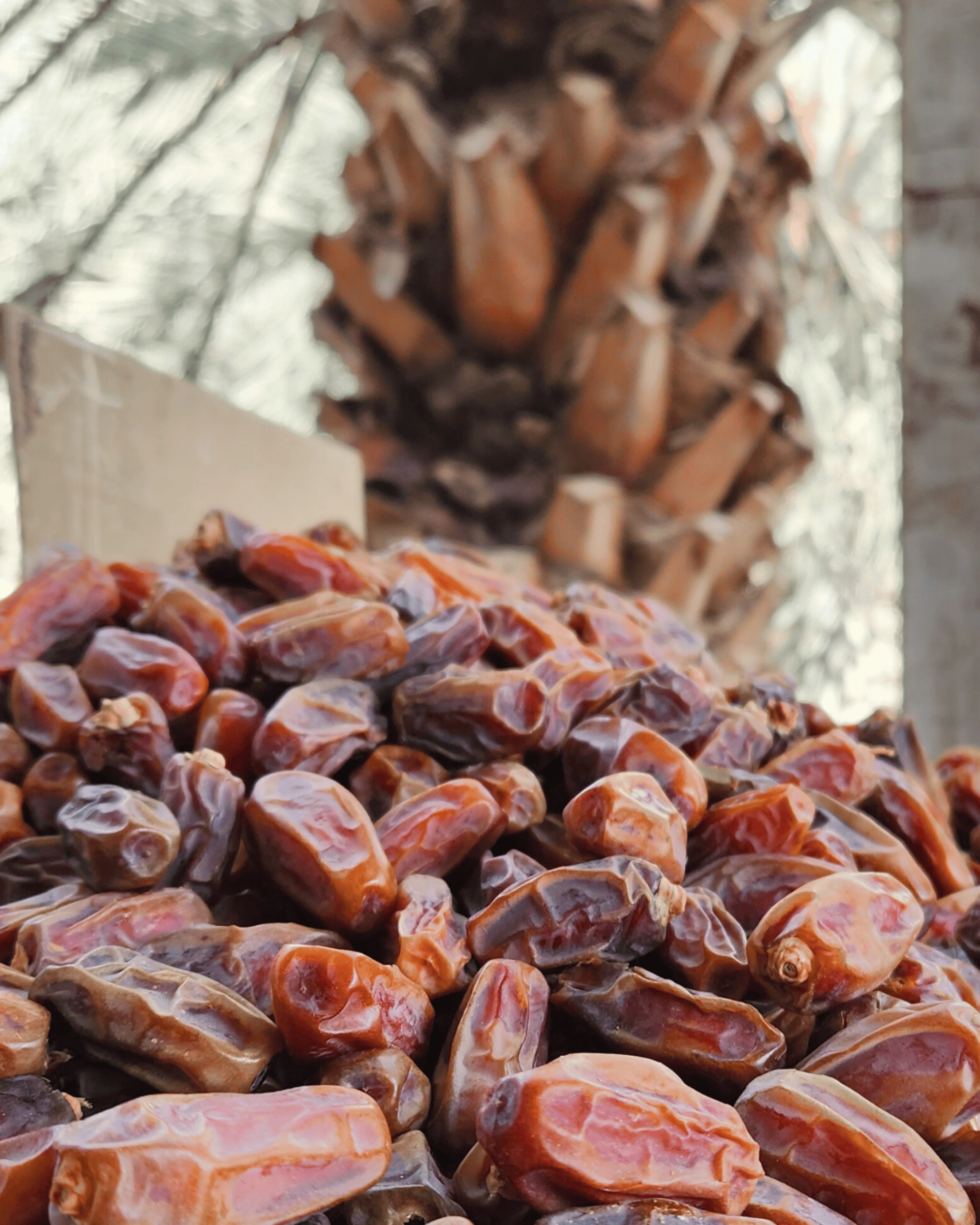 Mabroom Classic Medium Khajoor - Pure Fresh Stock - Image 5