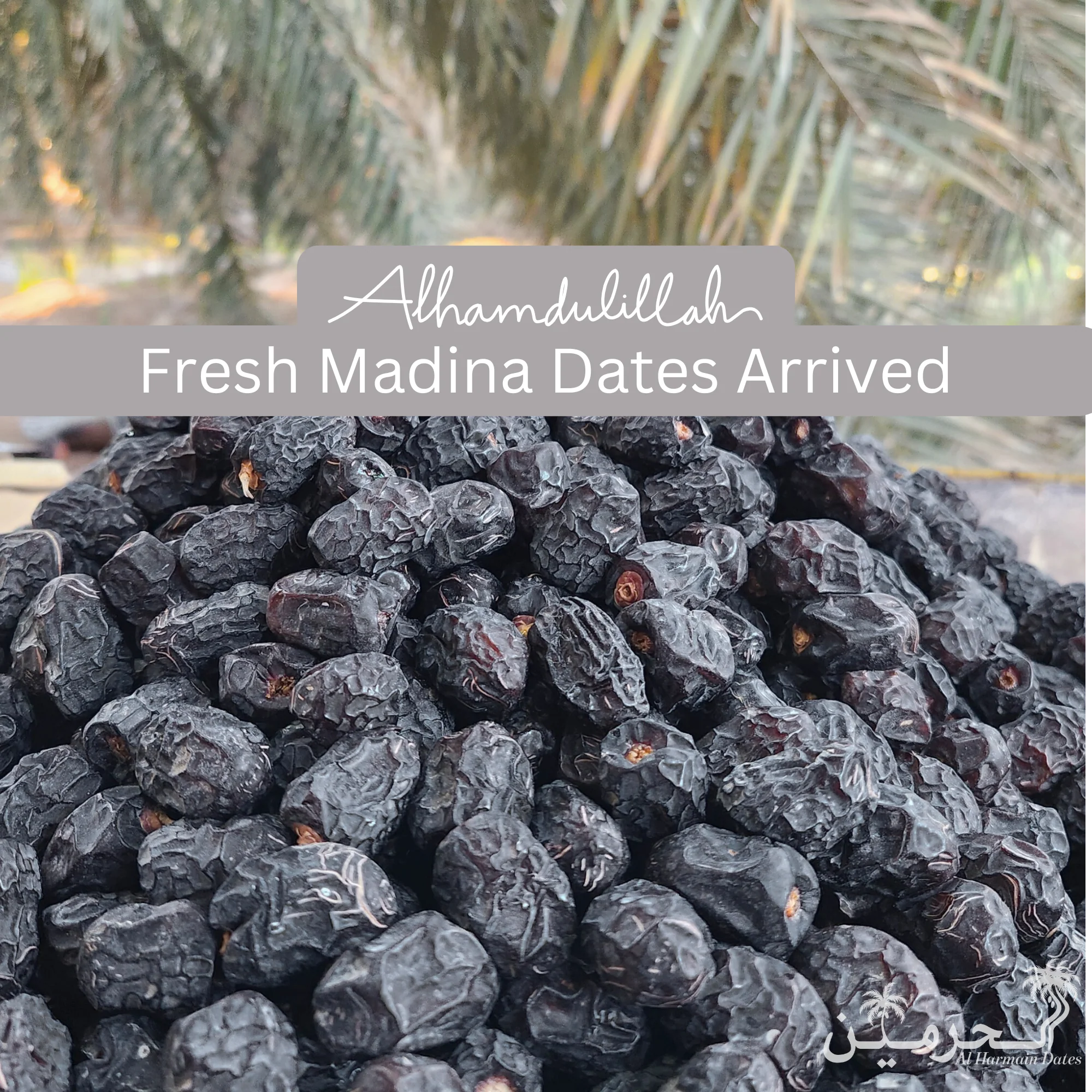 Mega Offer JUMBO Dana Ajwa Khajoor – Premium A++ Quality - Image 5